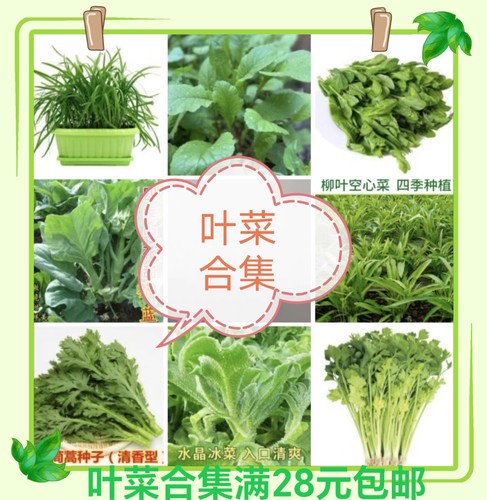 叶菜合集木耳菜冰菜生菜油麦菜芹菜菜心奶白菜生菜碗豆苗满28包邮