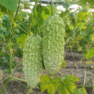 揭阳农研揭美15号白珍珠苦瓜F1种子10粒8.8元 白绿密瘤珍珠苦瓜籽