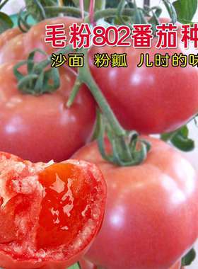 F1毛粉802粉果大番茄种子10粒5元杂交一代沙瓤番茄满28元包邮