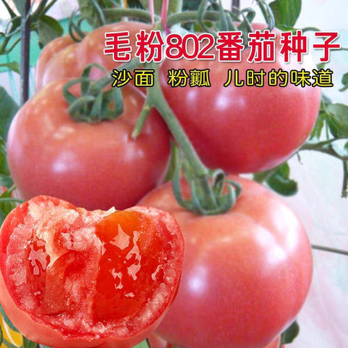F1毛粉802粉果大番茄种子10粒5元杂交一代沙瓤番茄满28元包邮