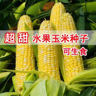 斯达甜230金银水果玉米种子50克15.80元原包可以生吃满28元包邮