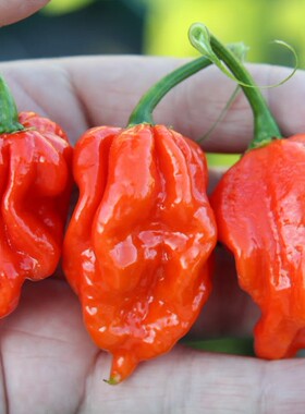 鬼椒娜迦毒蛇4粒7元Capsicum chinense Naga Viper 满28元包邮
