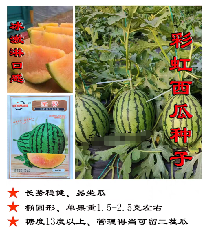 F1圣彩彩虹西瓜种子5粒3.5元薄皮红黄双色冰激淋2k小型礼品西瓜