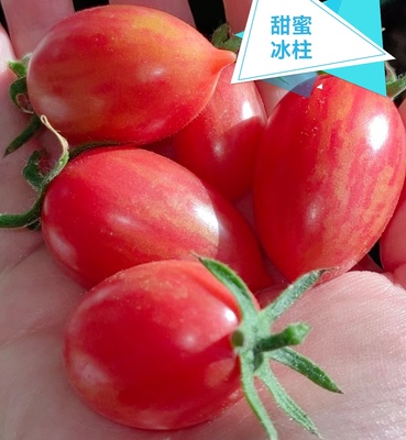 传家宝番茄种子甜蜜冰柱红黄色各4粒共8粒6.6元 自封顶香甜
