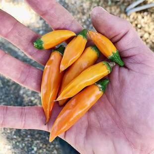 传家宝保加利亚胡萝卜辣椒种子Bulgarian carrot 7粒7元28元包邮