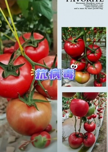 F1 抗TY口感番茄种子丽莎5粒4元耐运输满28包邮