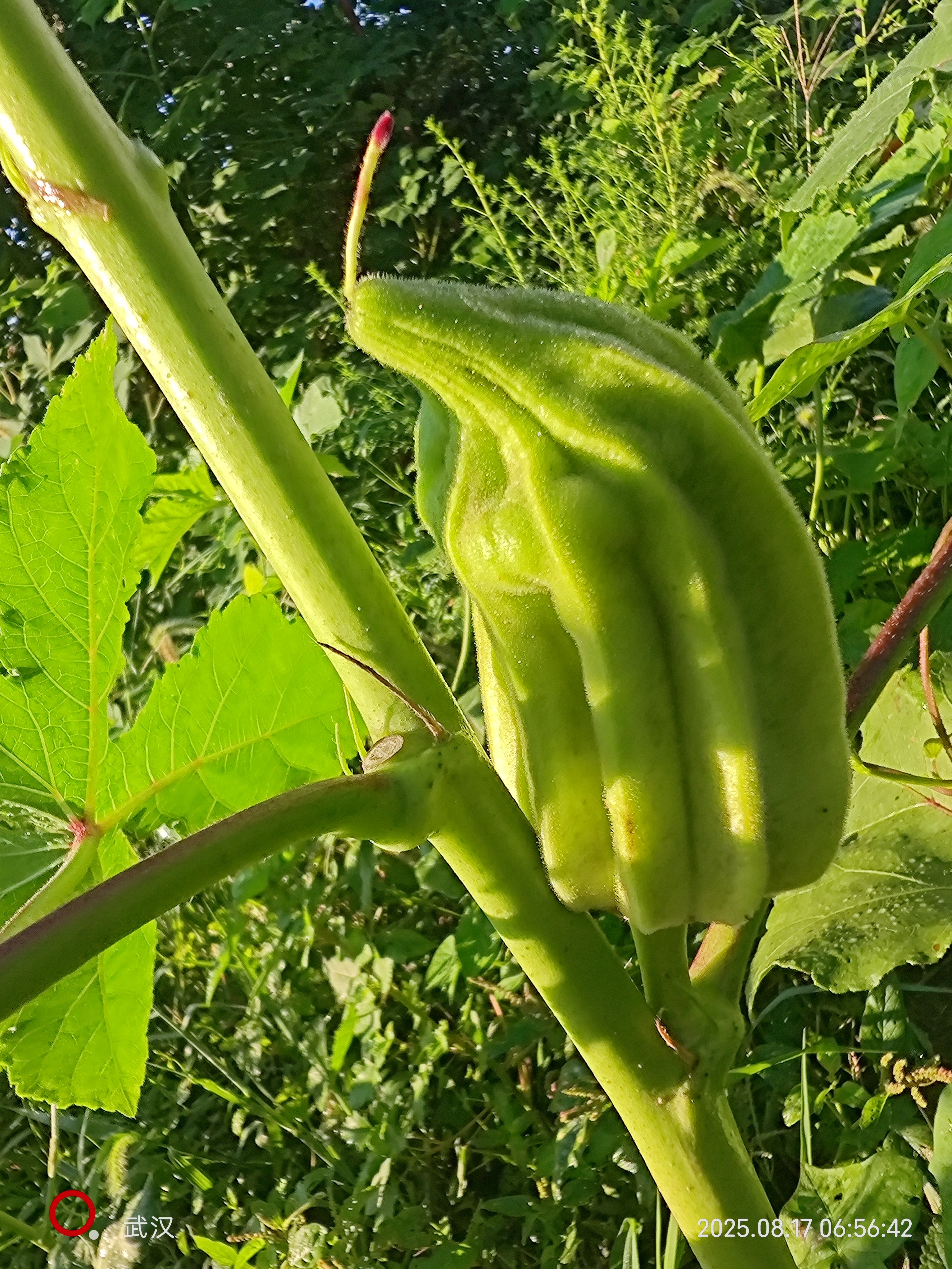 传家宝秋葵鹰门可留种5粒3元