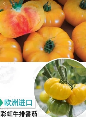 F1欧州犀牛大师赫罗彩虹牛排口感番茄种子4粒7元满28元包邮