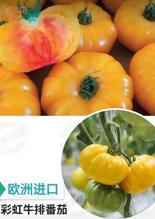 F1欧州犀牛大师赫罗彩虹牛排口感番茄种子4粒7元满28元包邮