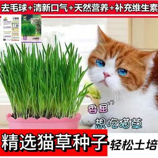 原厂彩包土培种植水培种植猫草自种宠物零食 猫草种子约200粒4.3元