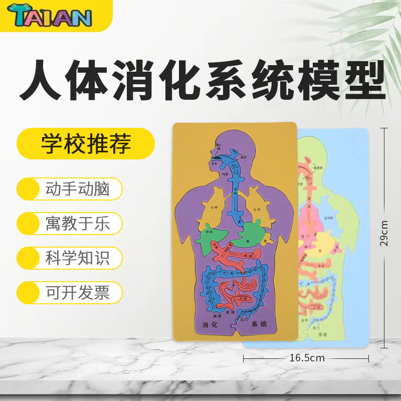 科技小制作儿童手工材料diy早教益智生物玩具人体消化系统模型