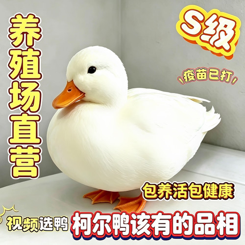 宠物柯尔鸭公母可选小幼崽青成年