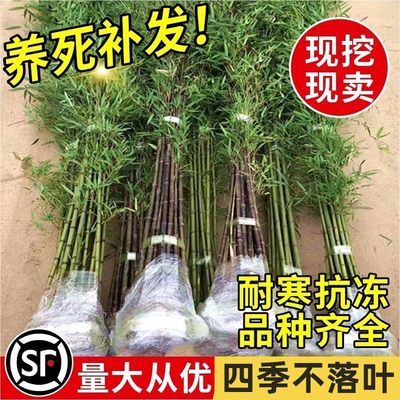 耐寒竹子苗四季常青庭院植物观赏大型竹子盆栽紫竹苗黄金竹罗汉竹