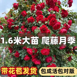 四季 藤本月季 开花庭院阳台爬藤植物蔷薇特大花卉浓香玫瑰花苗盆栽