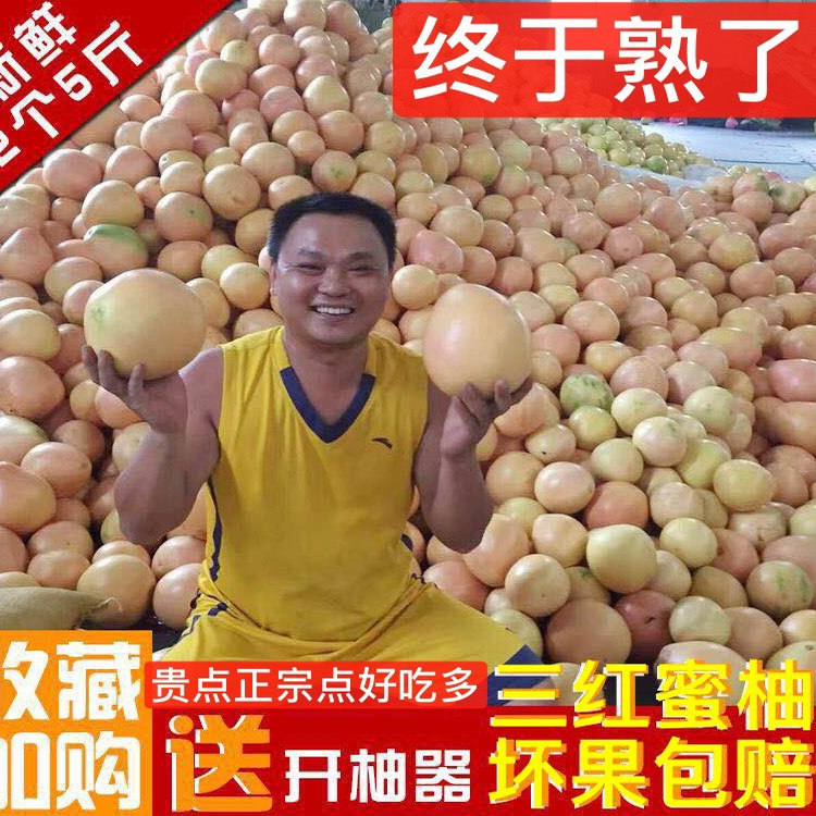 福建平和彦兴三红柚子红心柚子红柚子