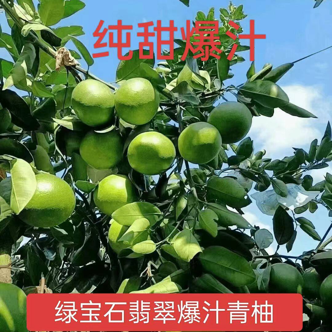 买1送1青皮牛奶翡翠爆汁柚香水柚