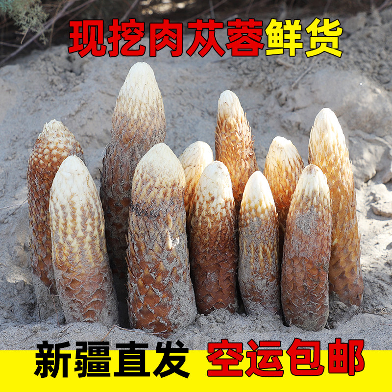 新疆特产肉苁蓉和田红柳大芸新鲜现挖泡酒煲汤中药材空运包邮