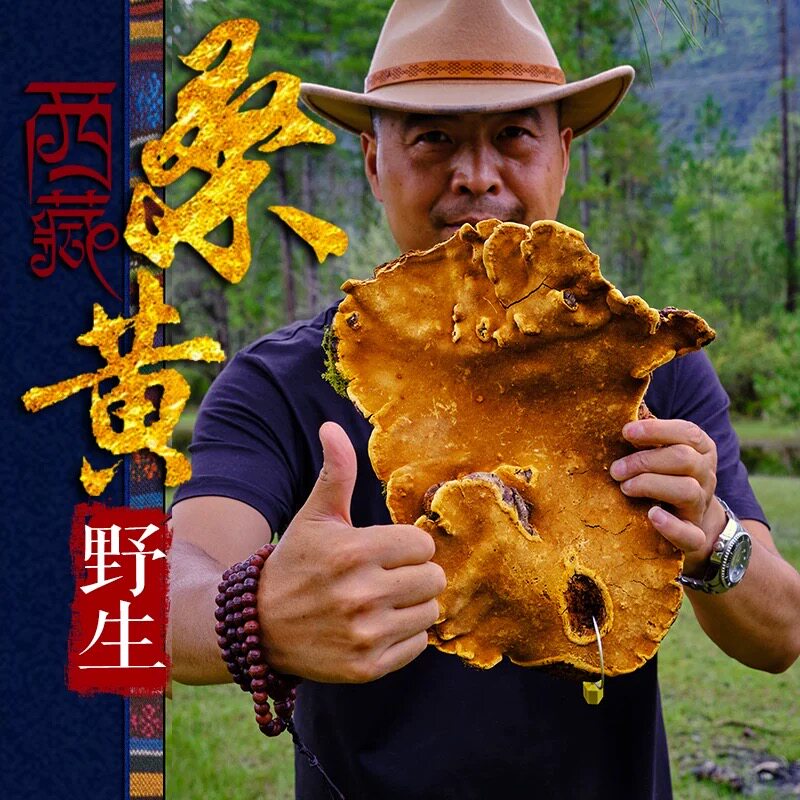 25-60年正宗西藏野生正品桑黄灵芝养生茶保真品整块特级（碎块）