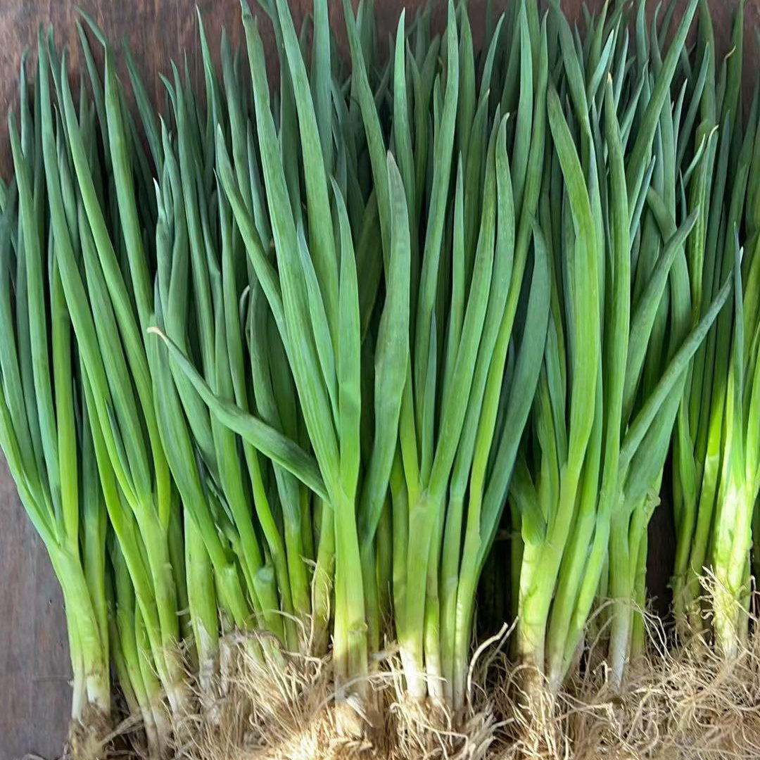 黑龙江小葱新鲜从农家种植现挖大葱东北小葱