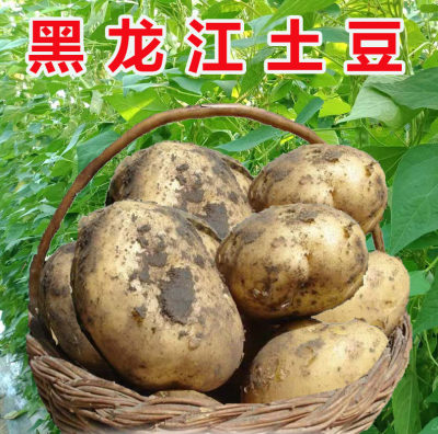 黑龙江黄瓤新土豆现挖