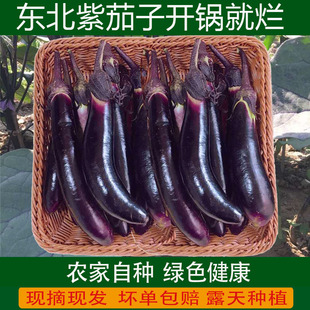 茄子茄子現摘線茄子農家自種長茄子蒜茄子5斤 茄子新鮮東北紫褲