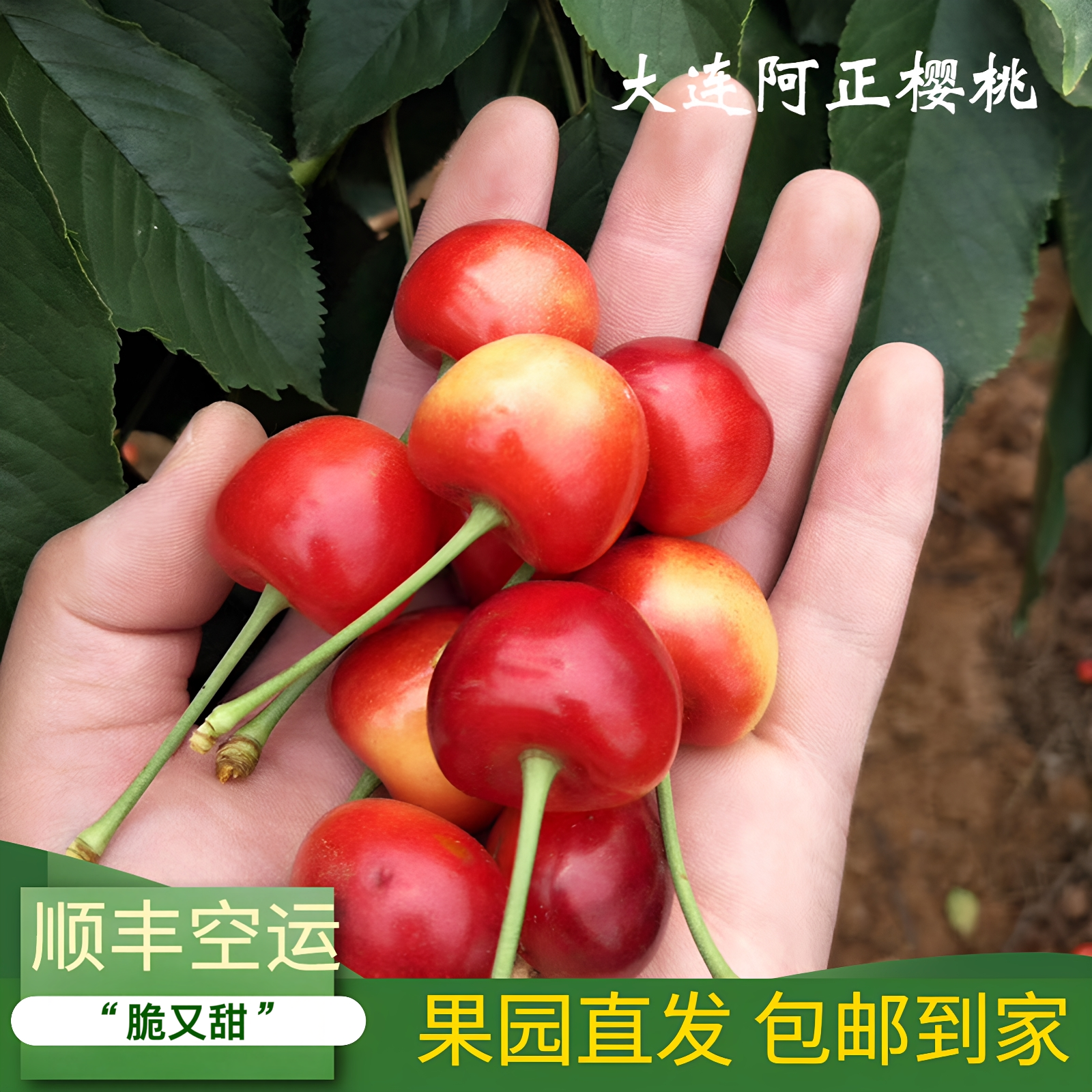 大连黄金樱桃红手球超甜产地包邮5斤应季采摘孕妇新鲜水果红绣球
