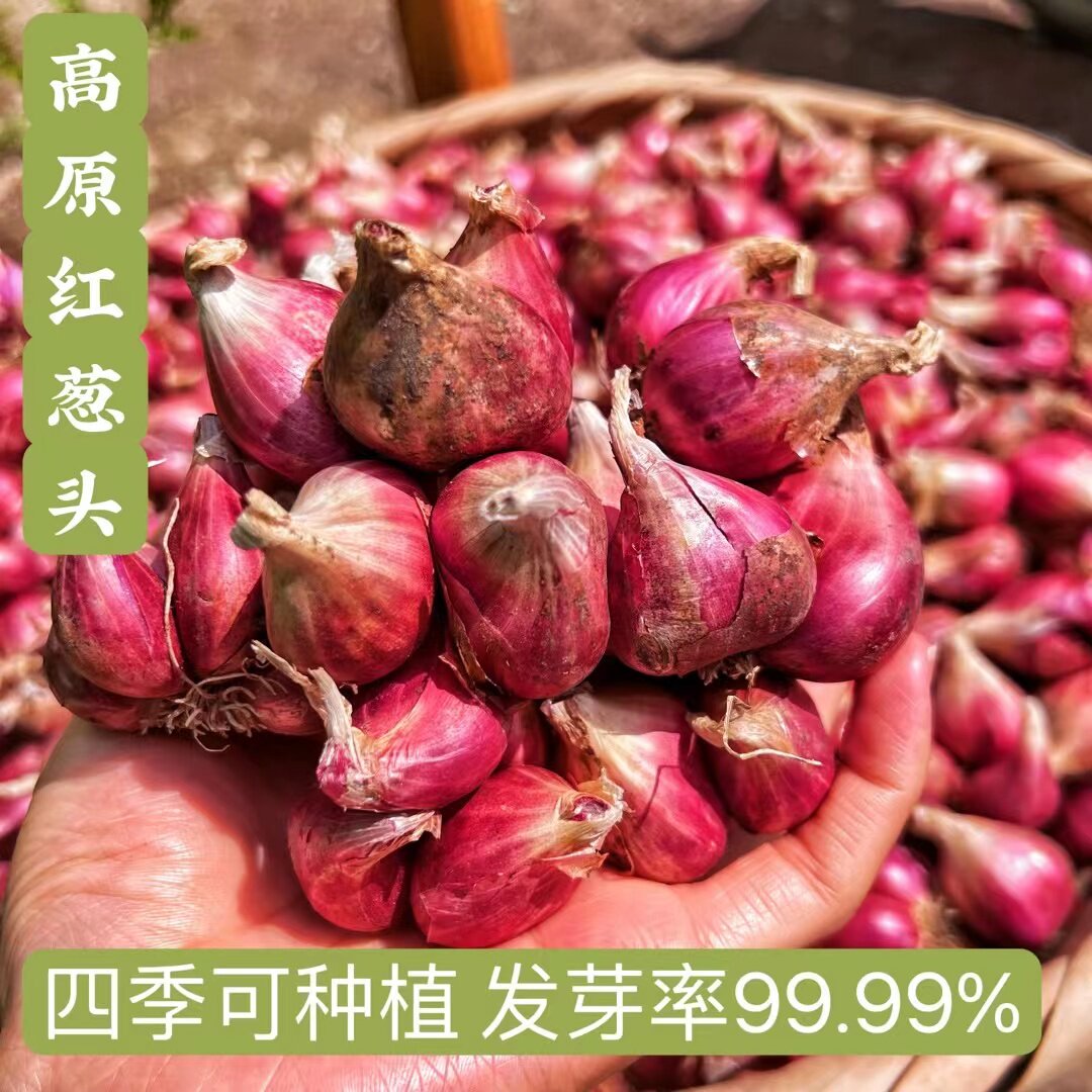云南高原红葱白葱铁杆葱干葱头种植四季可种炸葱油葱酥1/3/5/9斤