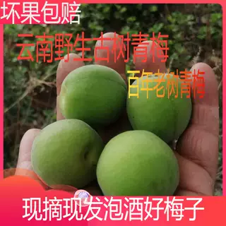 云南大理洱源深山野生古树青梅梅果现摘现发水果泡酒酵素5斤装大