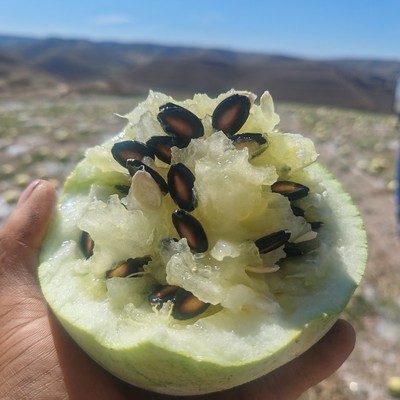 甘肃兰州靖远大子老品种籽瓜打瓜低糖榨汁水果孕妇儿童水果包邮