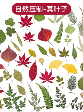 真树叶粘贴画植物标本绿叶套装diy材料包叶子压花手工书签干花