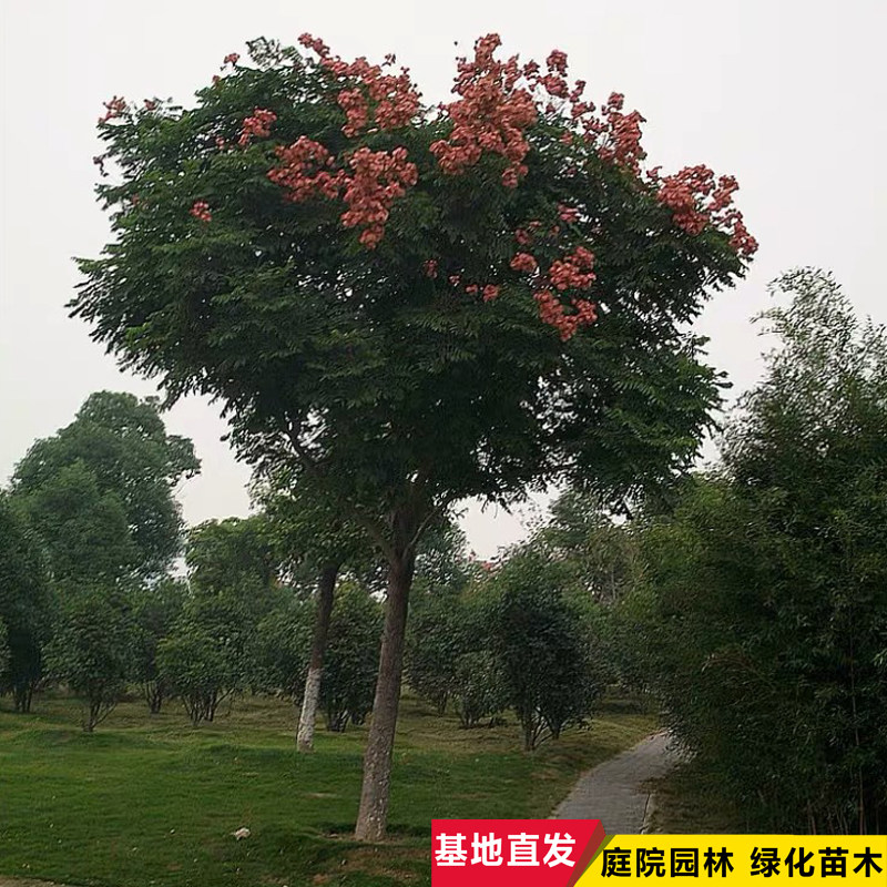 栾树苗南方北方种植黄山栾庭院地栽北京栾苗园林绿化落叶工程苗木