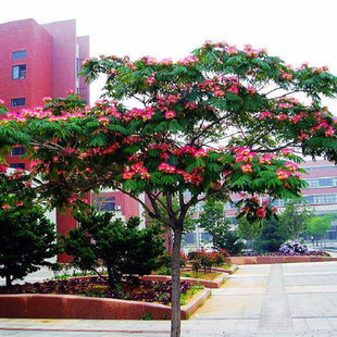 合欢树苗芙蓉树苗绒花树银叶金合欢花树苗树木庭院南北方种植盆栽