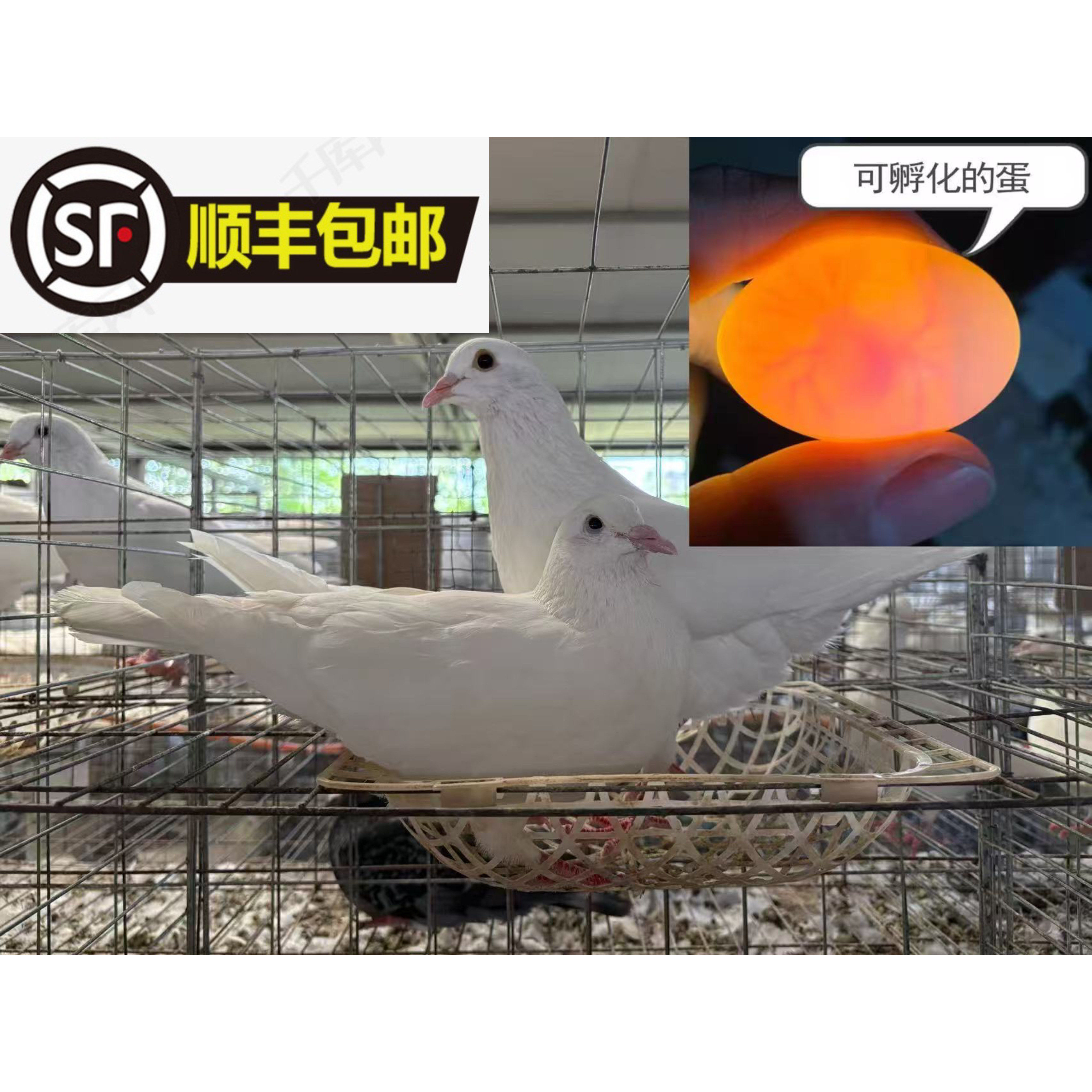 鸽子蛋受精可孵化受精蛋种蛋白羽王银王灰王天翔一号