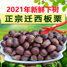 2021年迁西板栗生新鲜栗子正宗5斤河北板栗野生大油栗子燕山板粟
