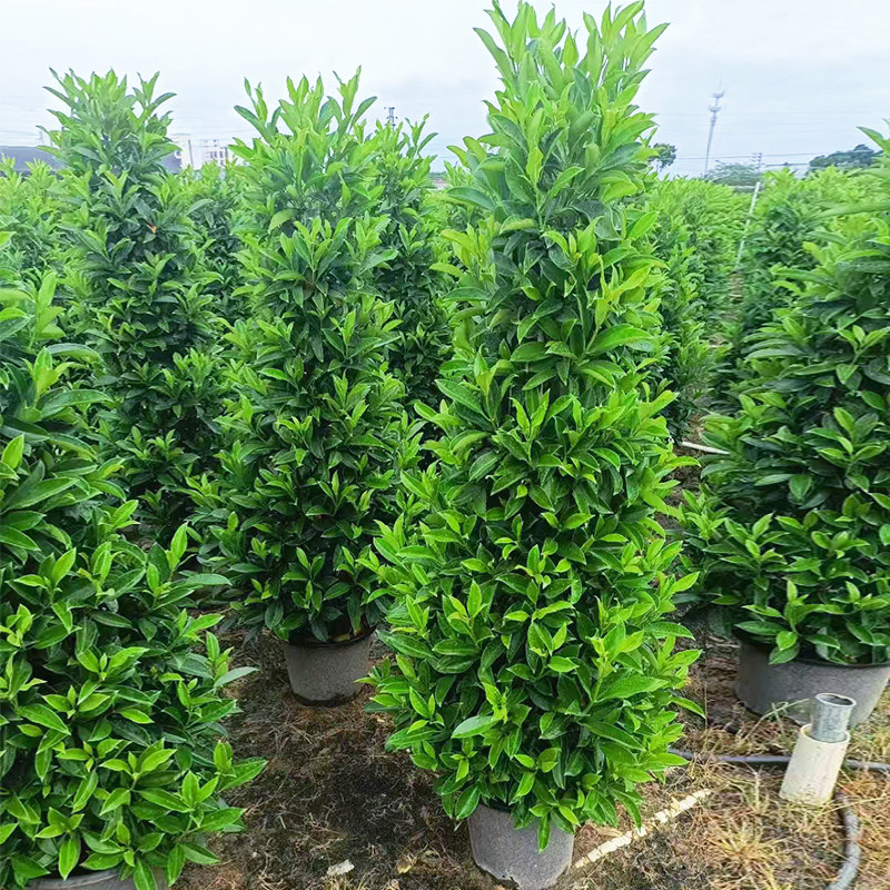 非洲茉莉盆栽绿植大盆庭院室外大型非洲茉莉树苗盆景大叶四季常青