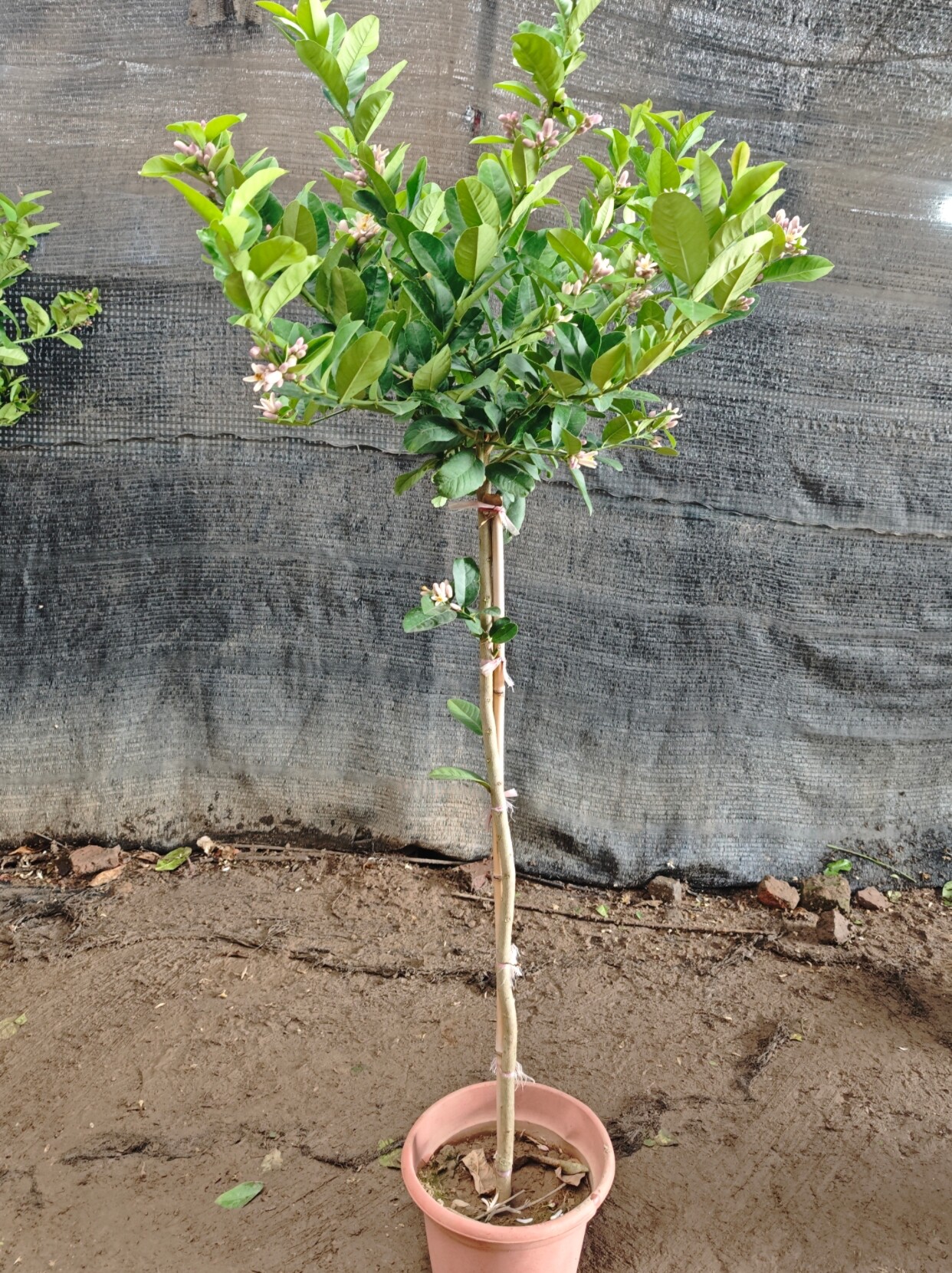 香水柠檬树盆栽大型室内网红绿植开花开果盆栽高杆棒棒糖植物好养