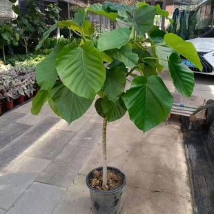 爱心榕盆栽绿植大型室内棒棒糖心叶榕客厅办公室ins网红绿植落地