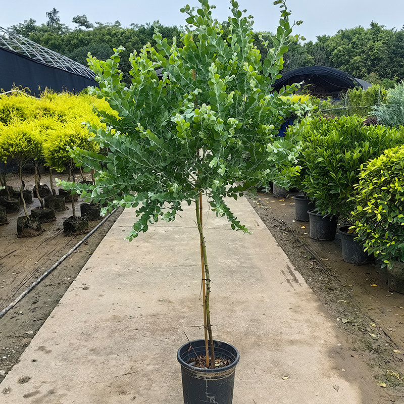 棒棒糖银叶金合欢老桩盆栽大型庭院阳台地栽好养绿植四季常青花卉