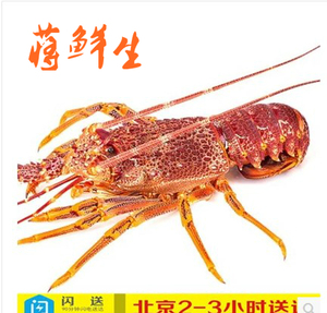 澳洲进口活鲜大龙虾 鲜活澳龙 活龙虾 5斤/只 大澳龙北京市区包活
