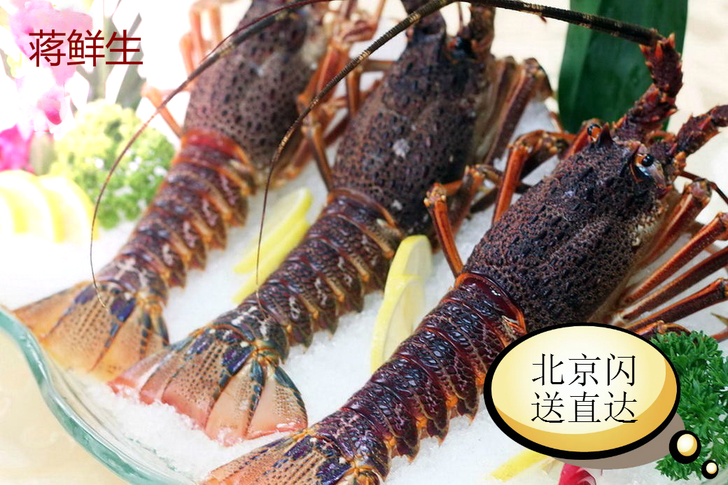 鲜活南非龙虾仔 澳龙仔 小澳龙刺身进口生猛南非龙虾300g/只