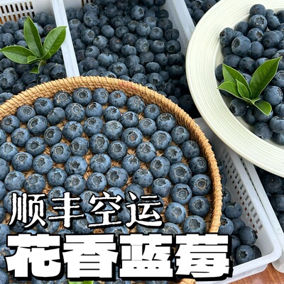【建康啊】大凉山新鲜花香蓝莓颗颗饱满（顺丰空运包邮）
