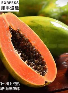 云南红心牛奶木瓜.树上成熟 精品木瓜  顺丰陆运