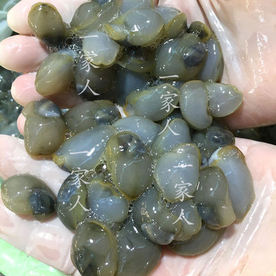 石浦海鲜东海野生小贝壳新鲜鲜活黄泥螺贝类小海鲜渔船直供500g