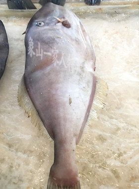 宁波石浦鲜活海鲜三去橡皮鱼