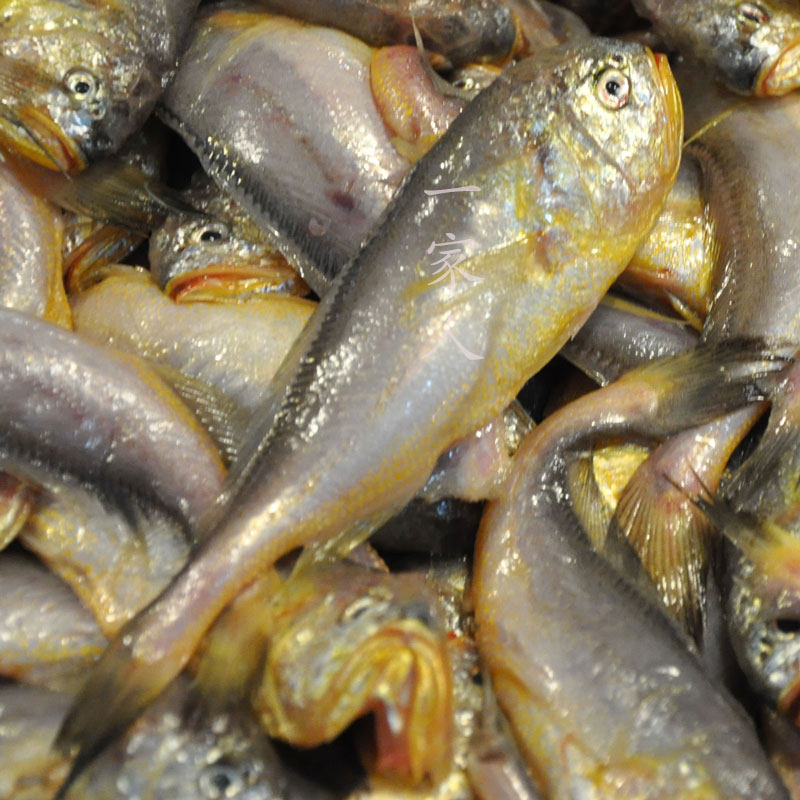 新鲜野生大梅子鱼大梅童当天海捕黄美同宝宝辅食 一斤10-11条左右