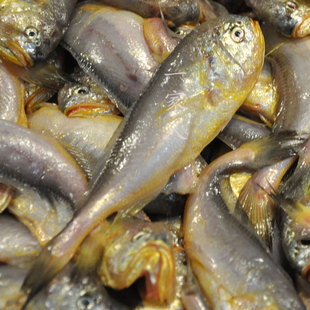 新鲜野生大梅子鱼大梅童当天海捕黄美同宝宝辅食 一斤10-11条左右