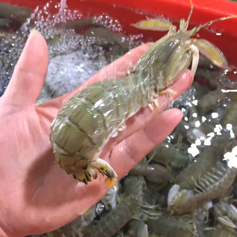 宁波石浦东海新鲜皮皮虾鲜活小虾爬爬虾琵琶虾富贵虾濑尿虾虾姑
