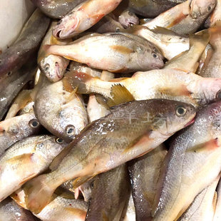 舟山宁波石浦野生黄鸡婆鱼东海生鲜海钓白果子鱼黄花鱼小黄鱼500g