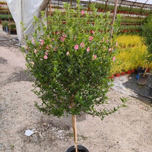 小木槿棒棒糖盆栽植物室内室外阳台庭院好养开花耐寒耐旱易爆花卉