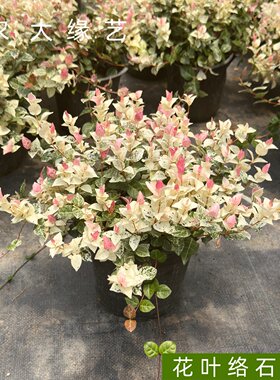 农大缘艺花叶络石盆栽苗好养植物